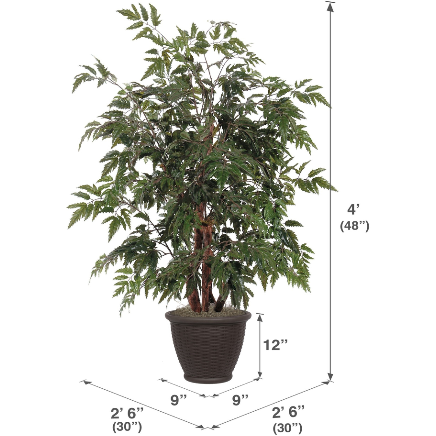 4' Ming Aralia Bush in Brown Plastic Pot