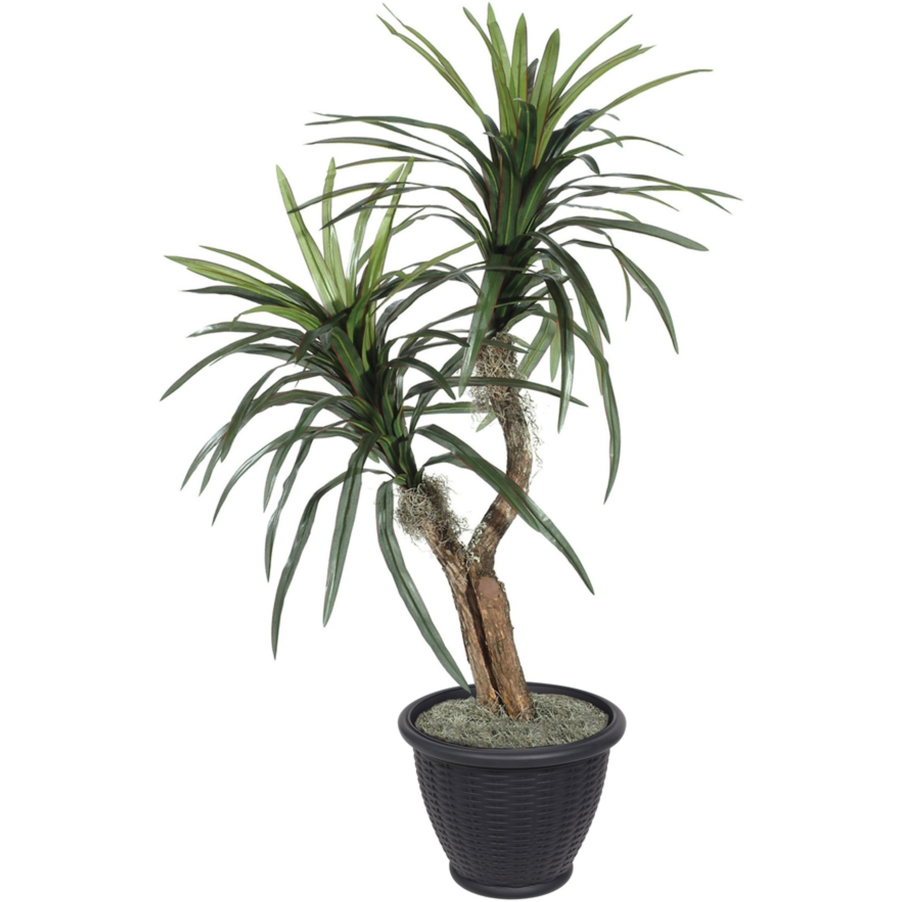 4' Marginata Bush in Gray Plastic Pot