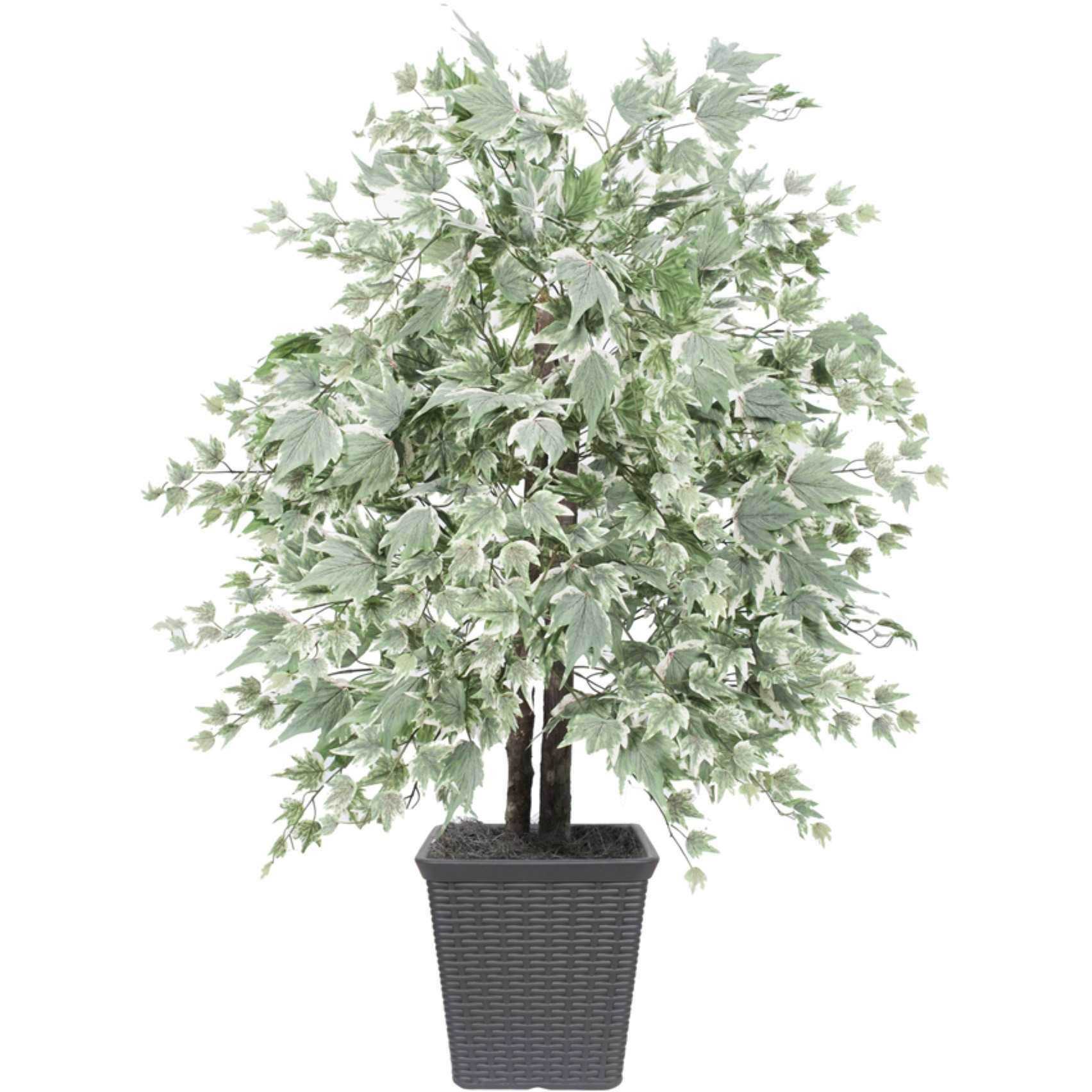 4' Silver Maple Bush Square Gray Cont