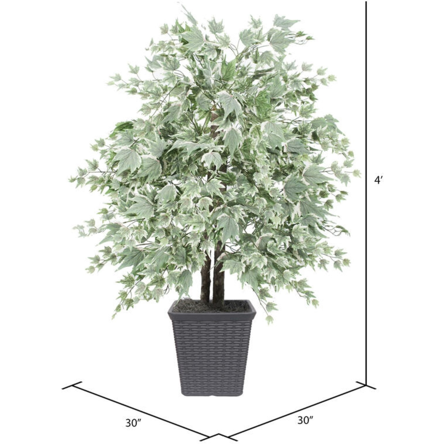 4' Silver Maple Bush Square Gray Cont