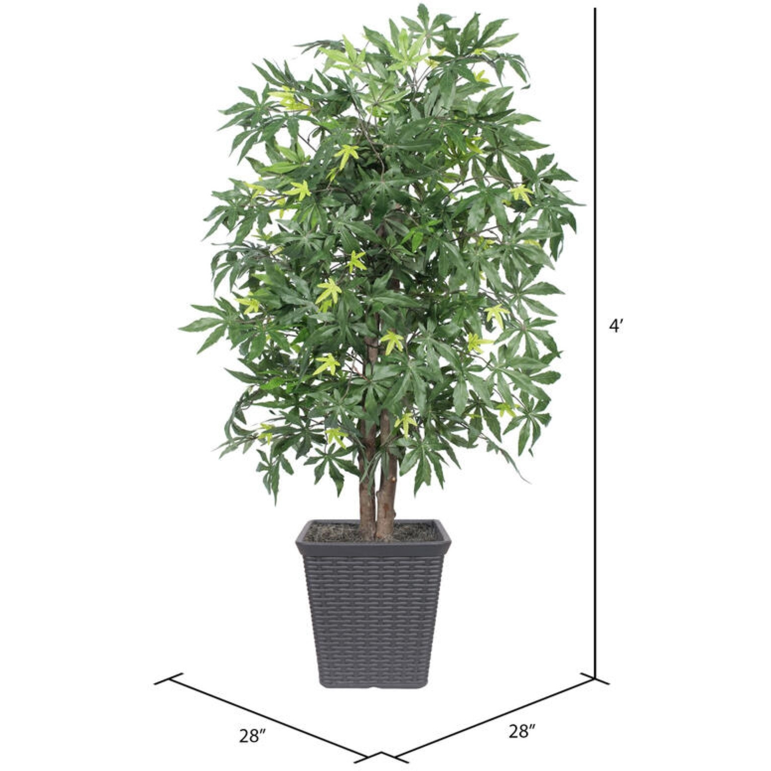 4' Japanese Maple Bush Square Gray Cont