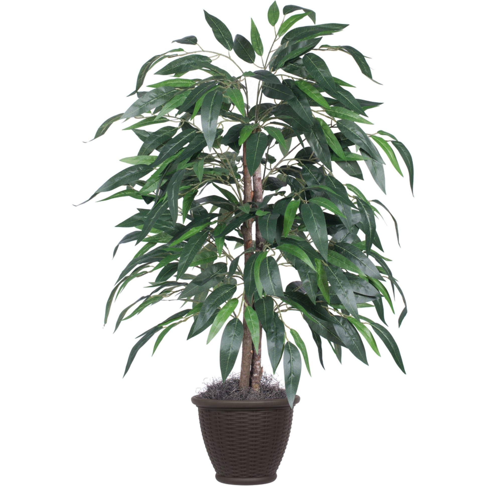 4' Mango Bush in Brown Plastic Pot