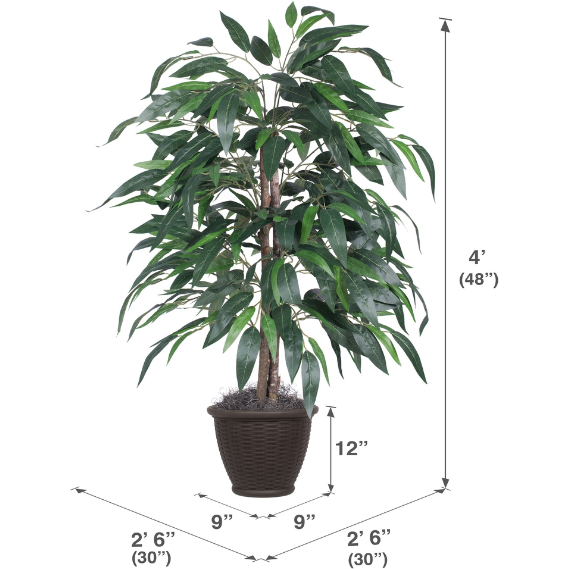 4' Mango Bush in Brown Plastic Pot