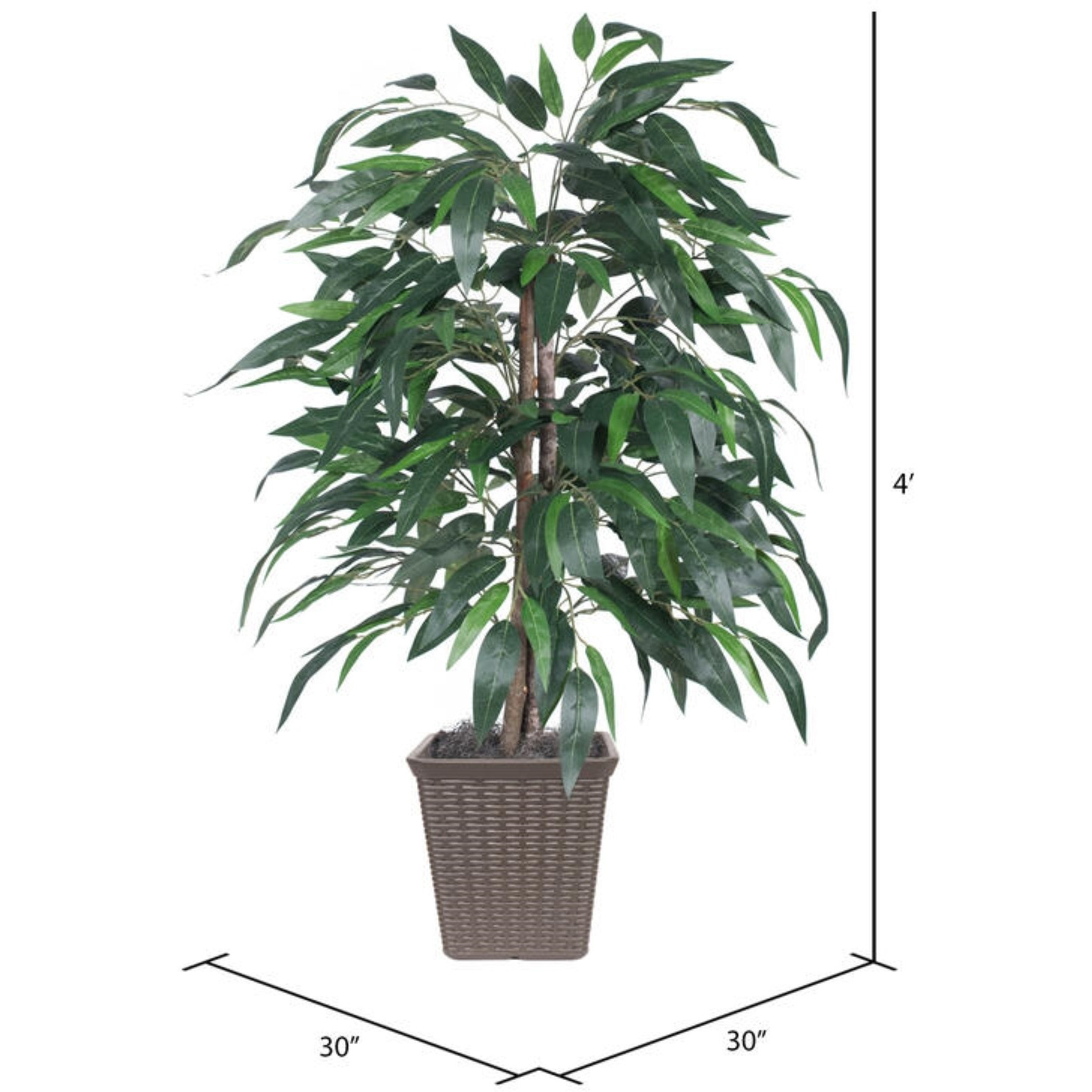 4' Mango Bush Square Brown Container