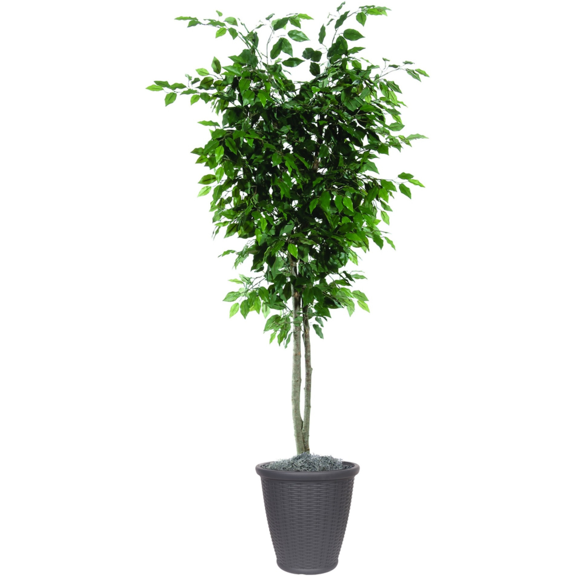 6' Ficus Deluxe Round Gray Container