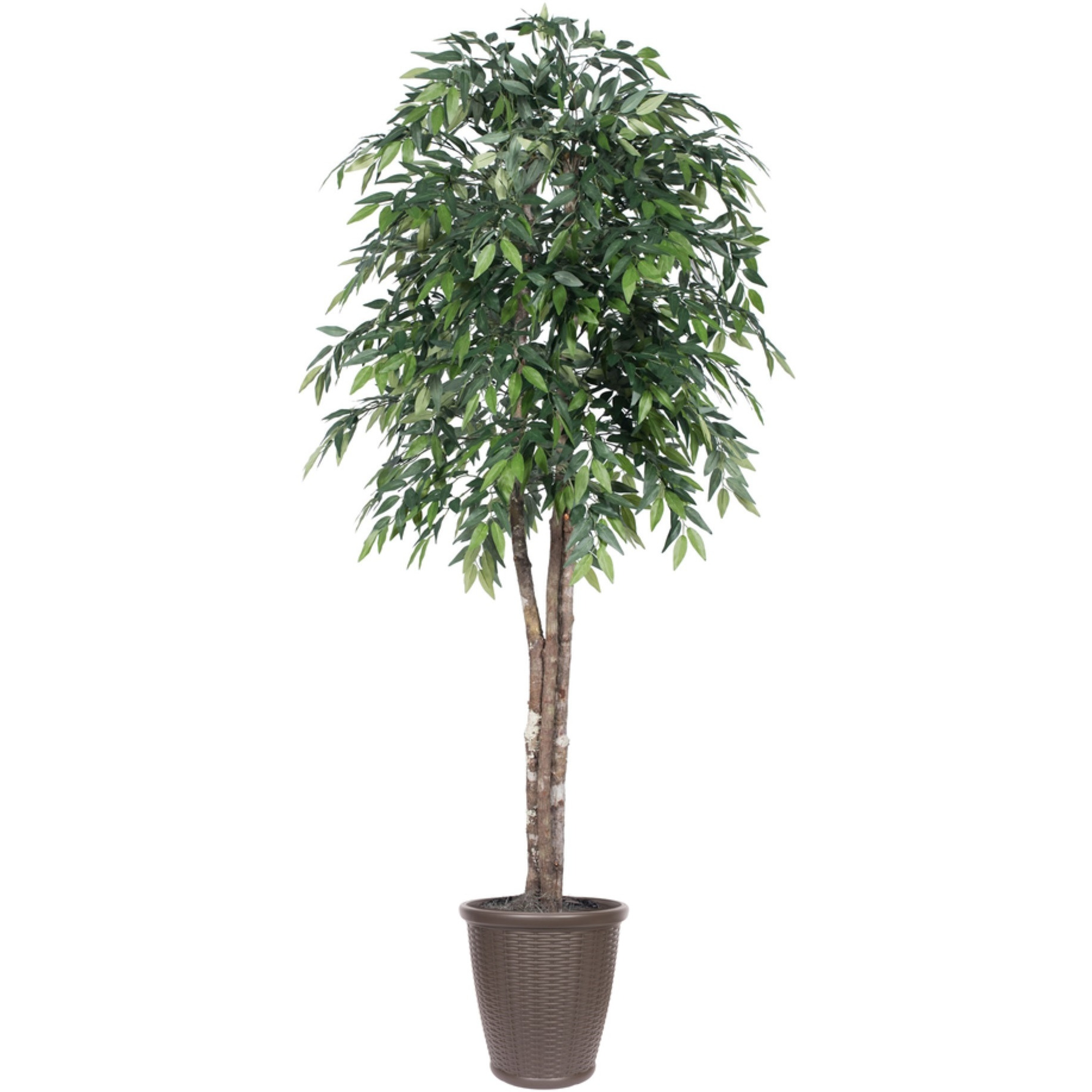 6' Green Smilax Deluxe Round Brown Cont