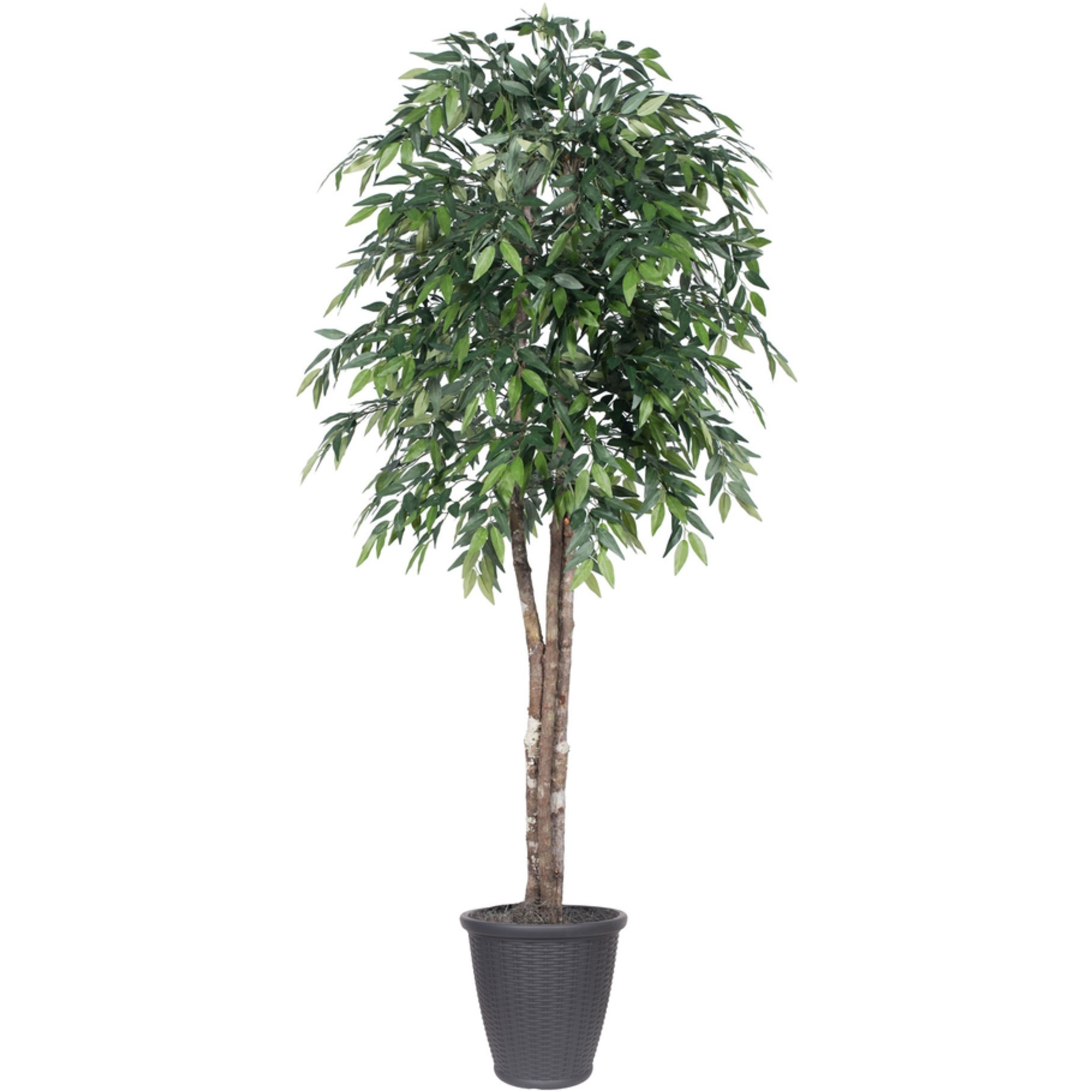 6' Green Smilax Deluxe Round Gray Cont