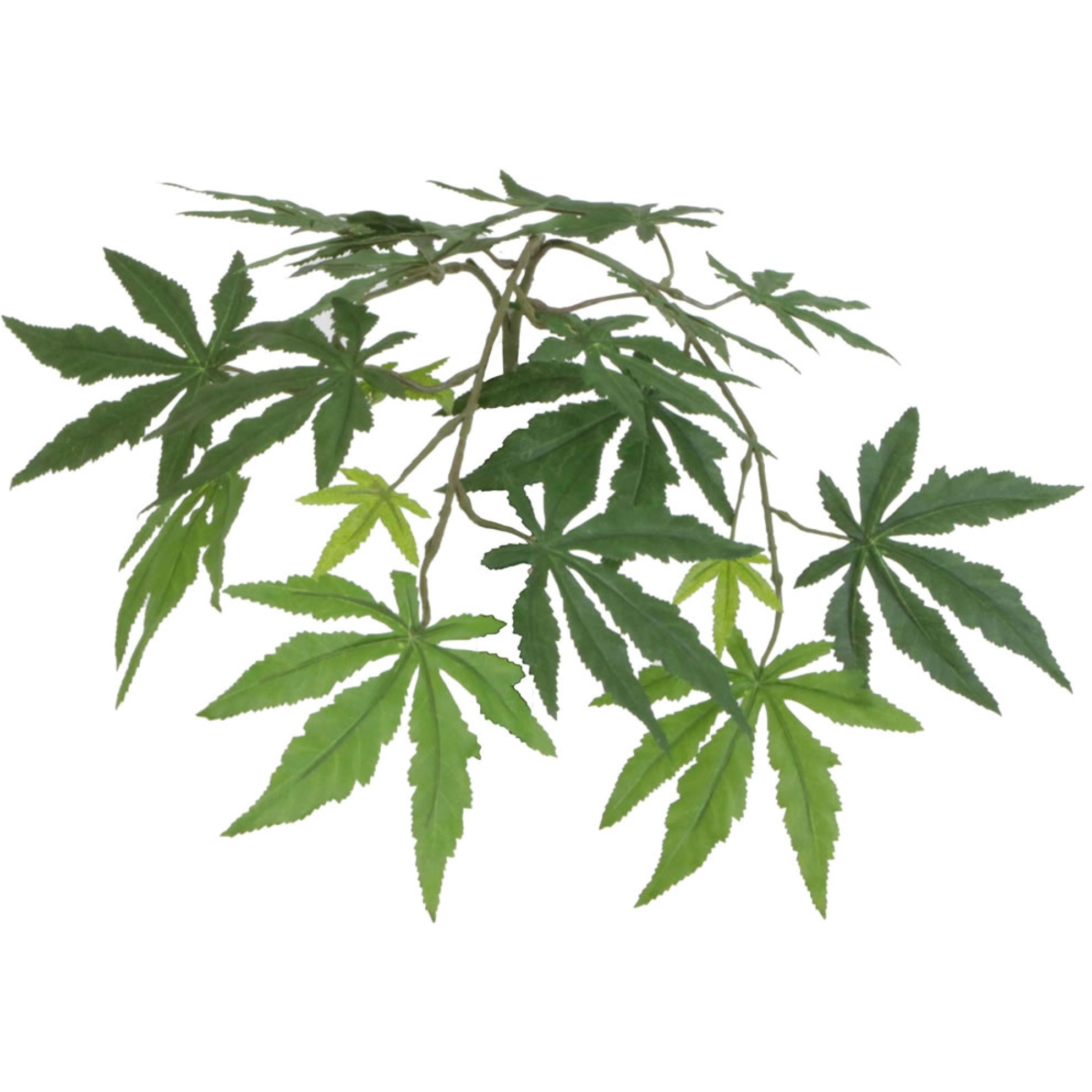 6' Japanese Maple Deluxe Round Gray Cont