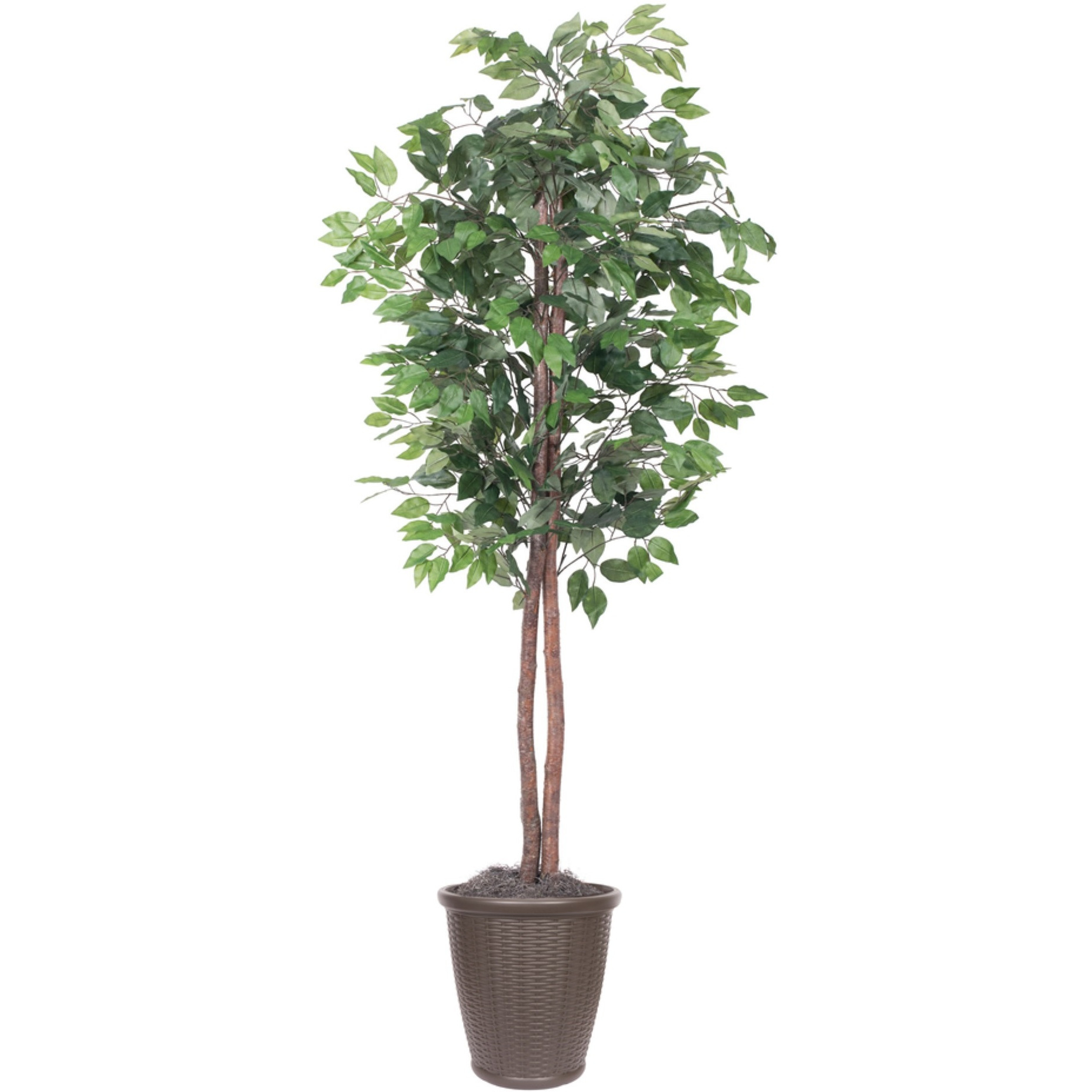 6' Ficus tree Round Brown Container