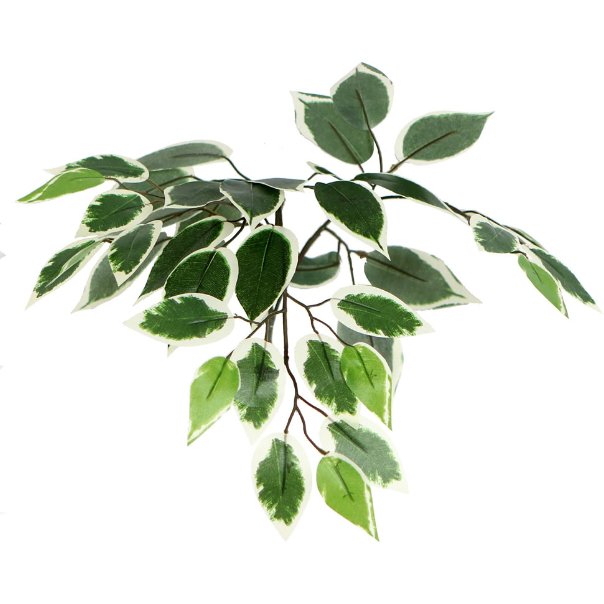 6' Variegated Ficus Tree Rnd Brown Cont