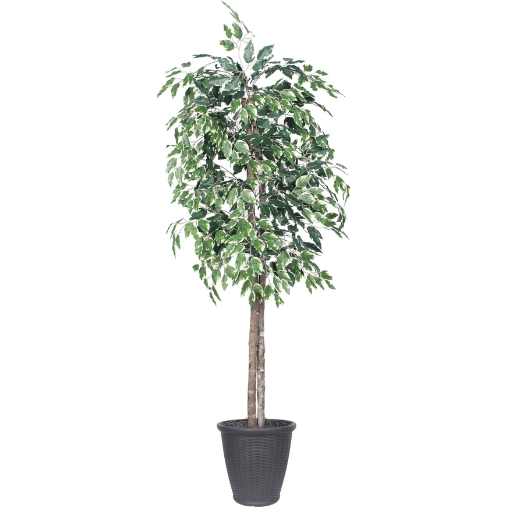 6' Variegated Ficus Tree Round Gray Cont