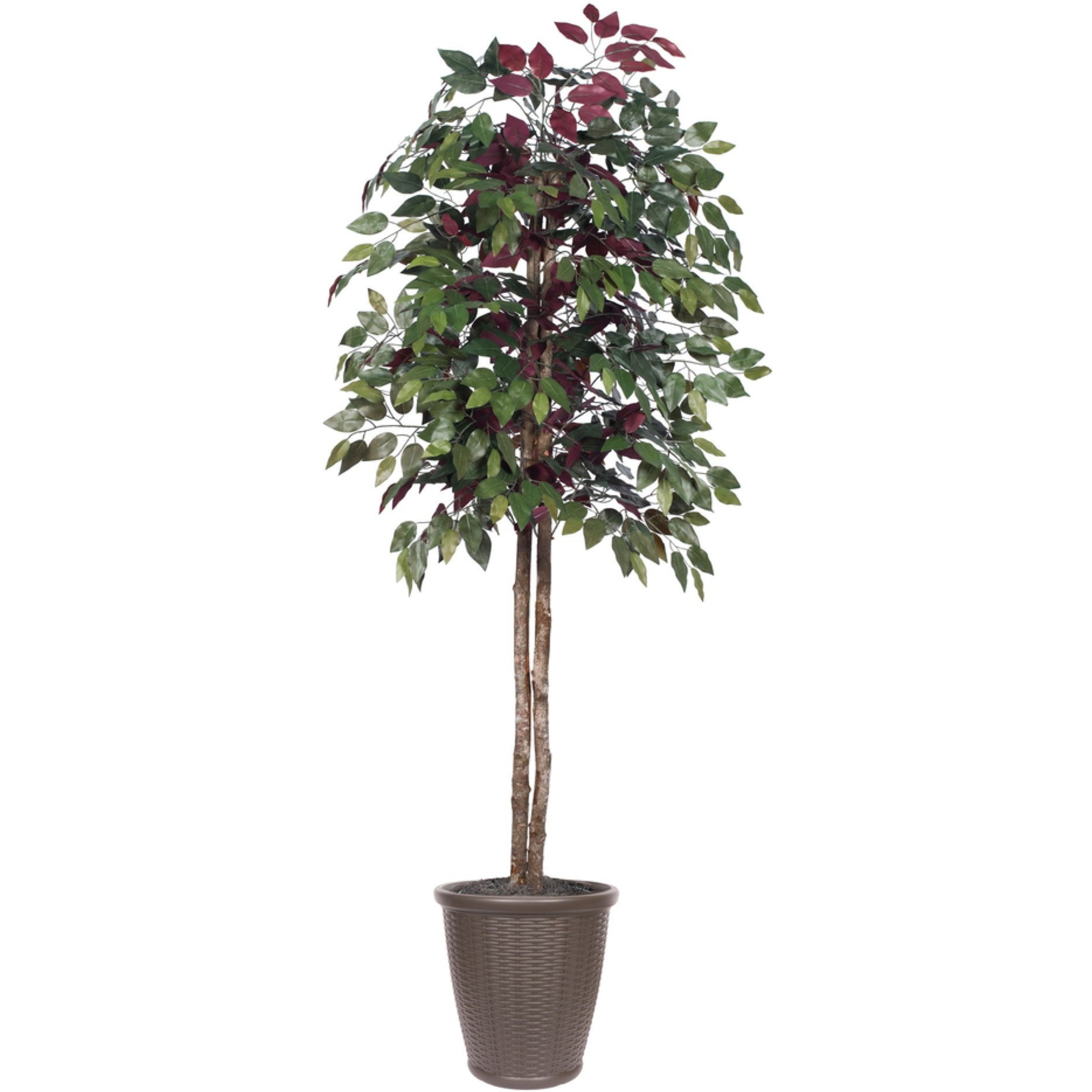 6' Capensia tree Round Brown Container