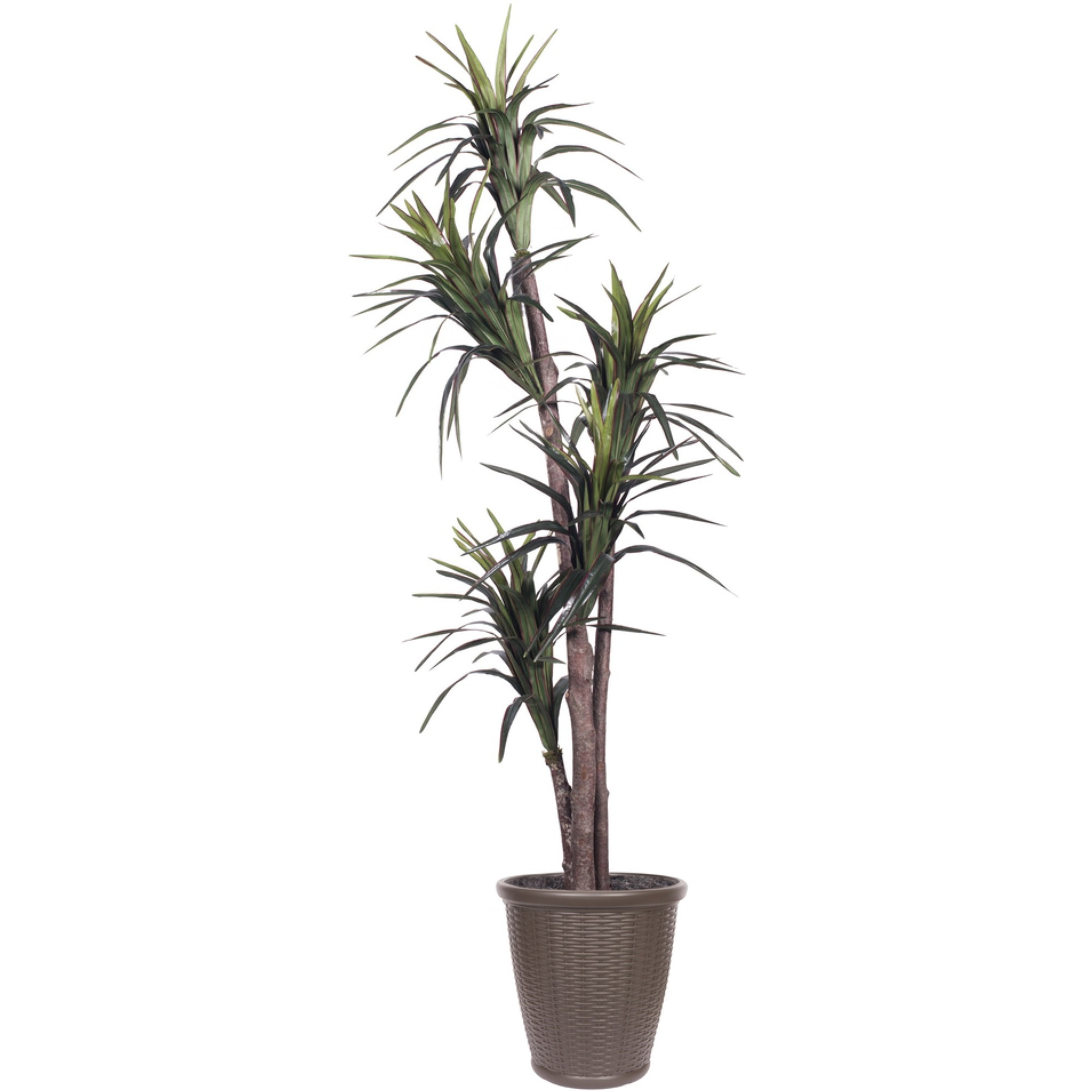 6' Marginata Executive Round Brown Cont