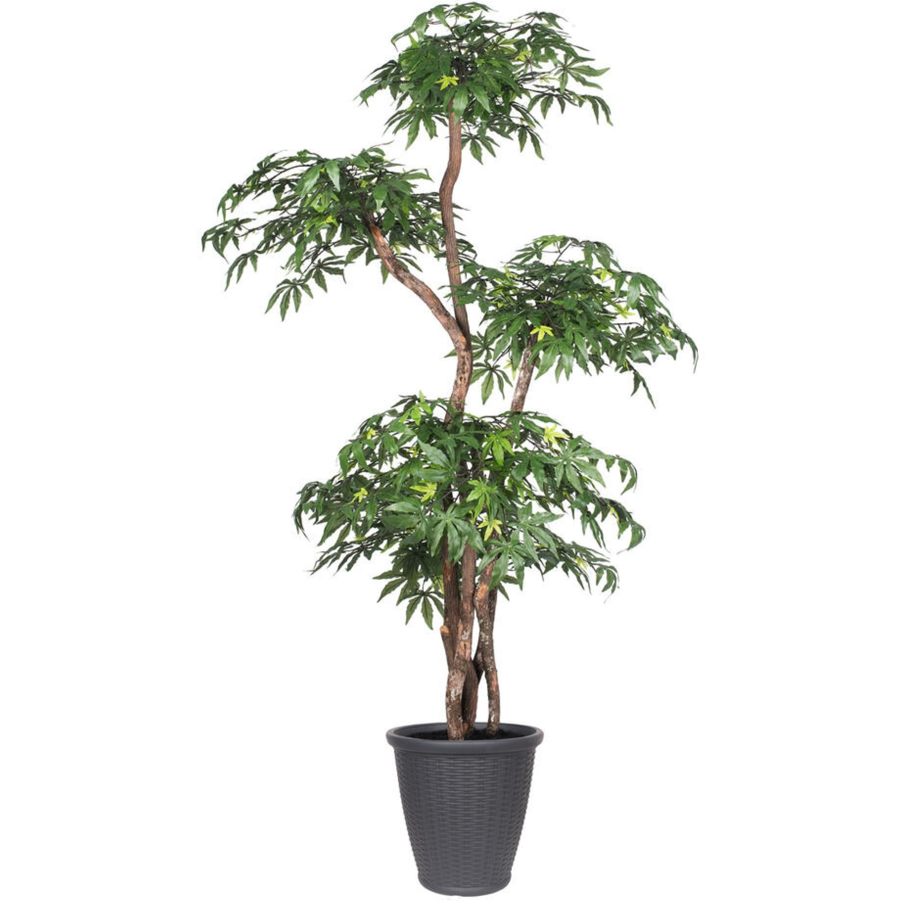 6' Multi Level Japanese Maple Rnd Gray