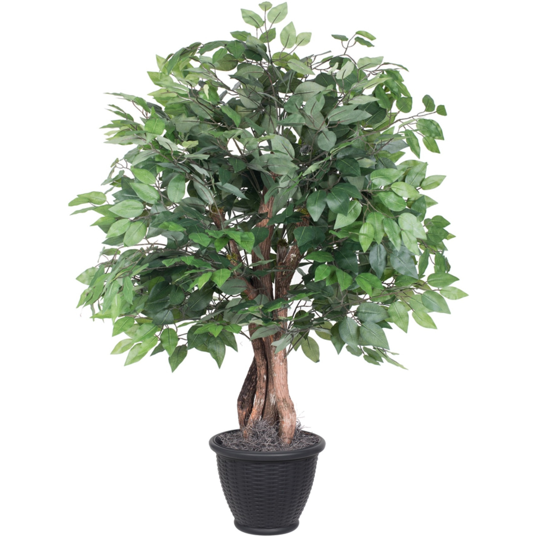 4' Ficus Extra Full in Gray Plastic Pot