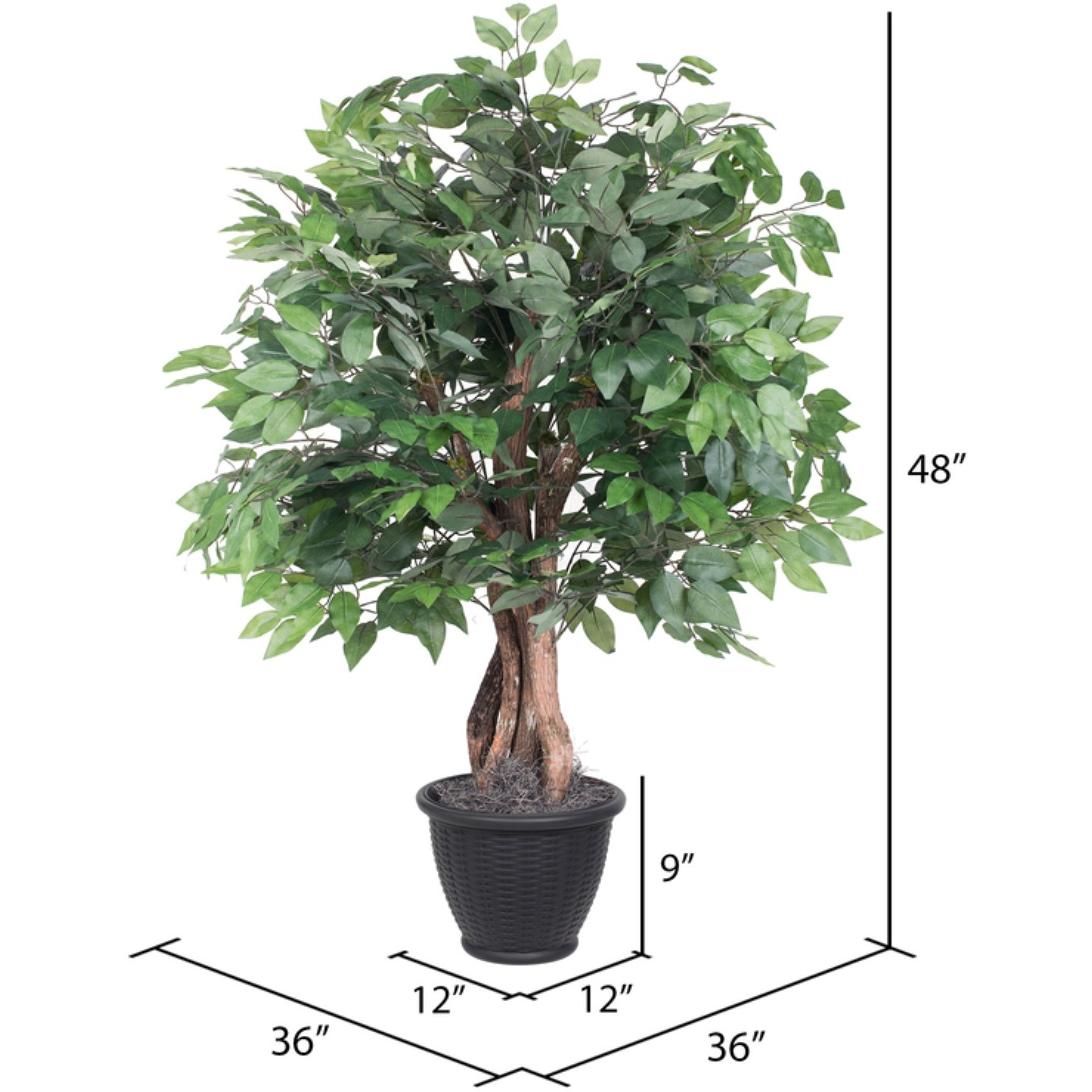 4' Ficus Extra Full in Gray Plastic Pot