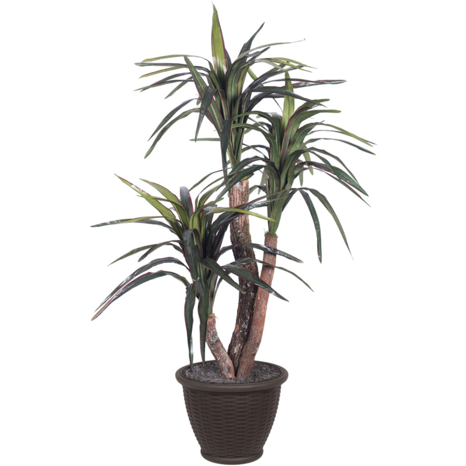 4' Marginata Extra Full in Plastic Cont