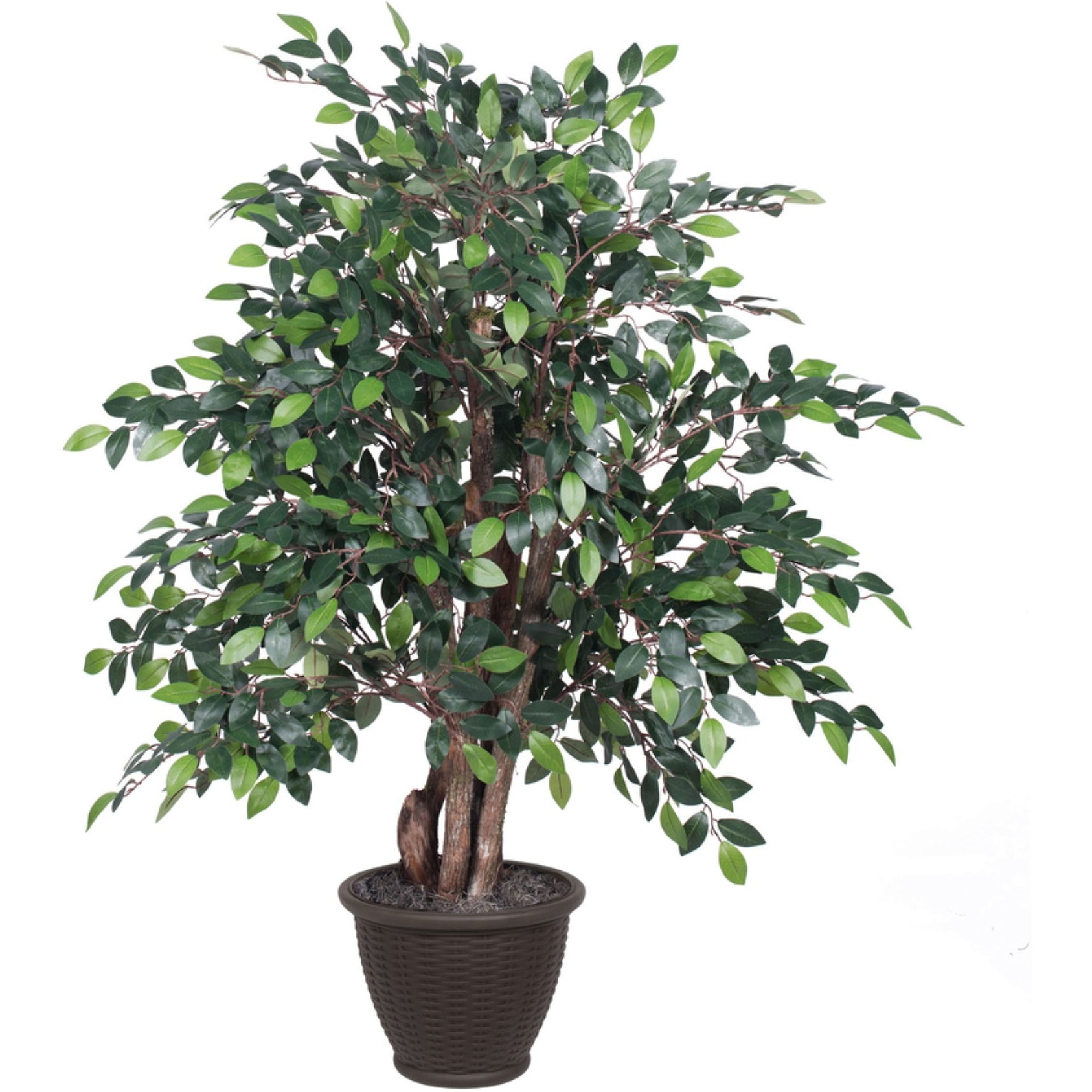 4' Mini Ficus Extra Full in Plastic