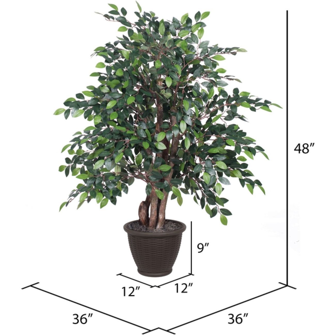 4' Mini Ficus Extra Full in Plastic