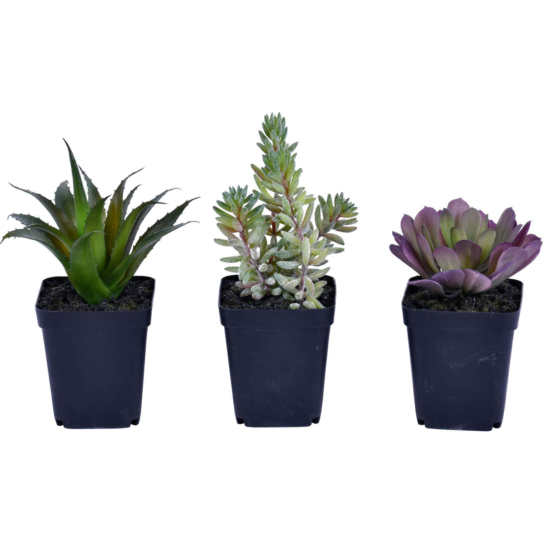 Vickerman 7" Green Potted Succulent Set/3 - FE191203