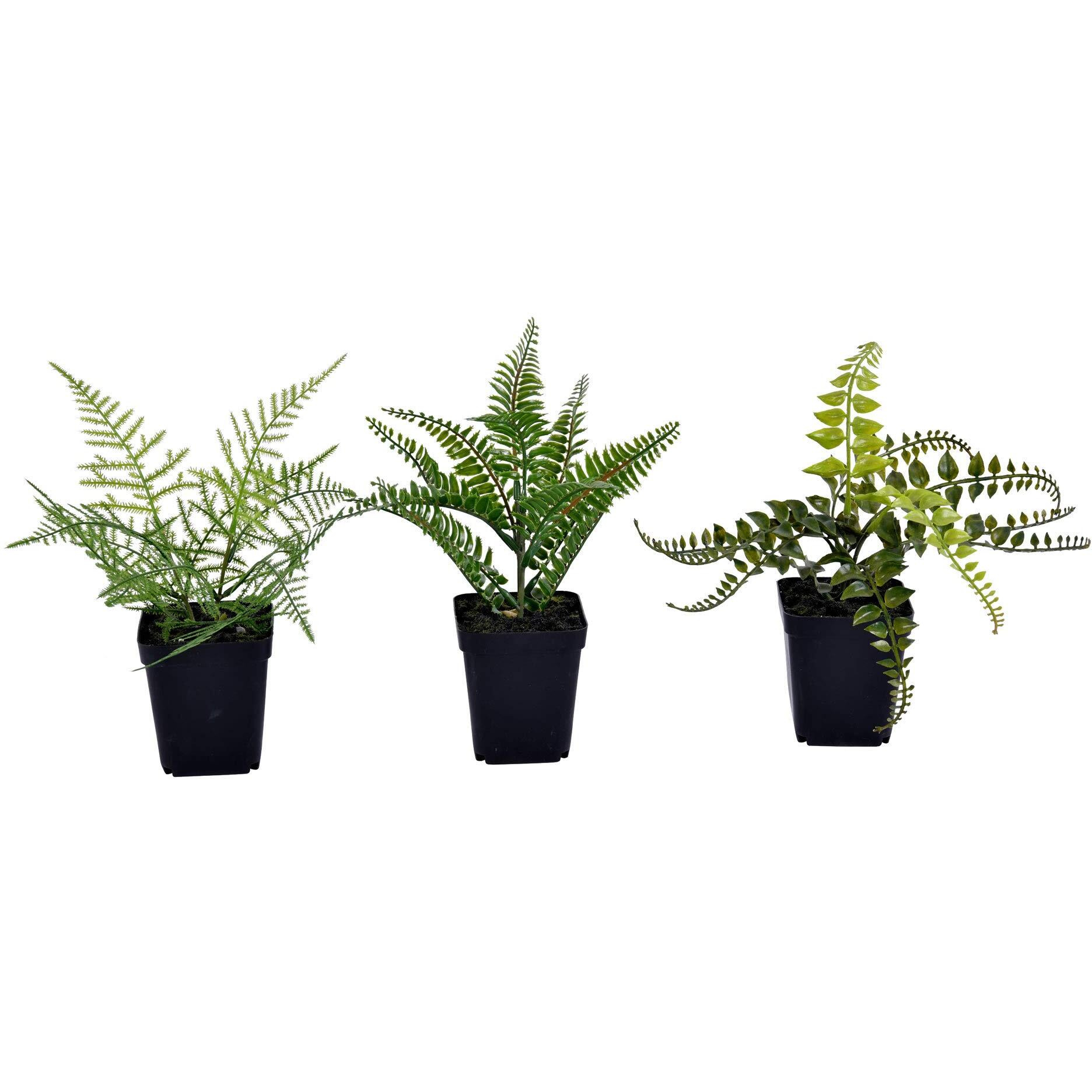 Vickerman 10" Green Potted Fern Assortment Set/3 - FE192106