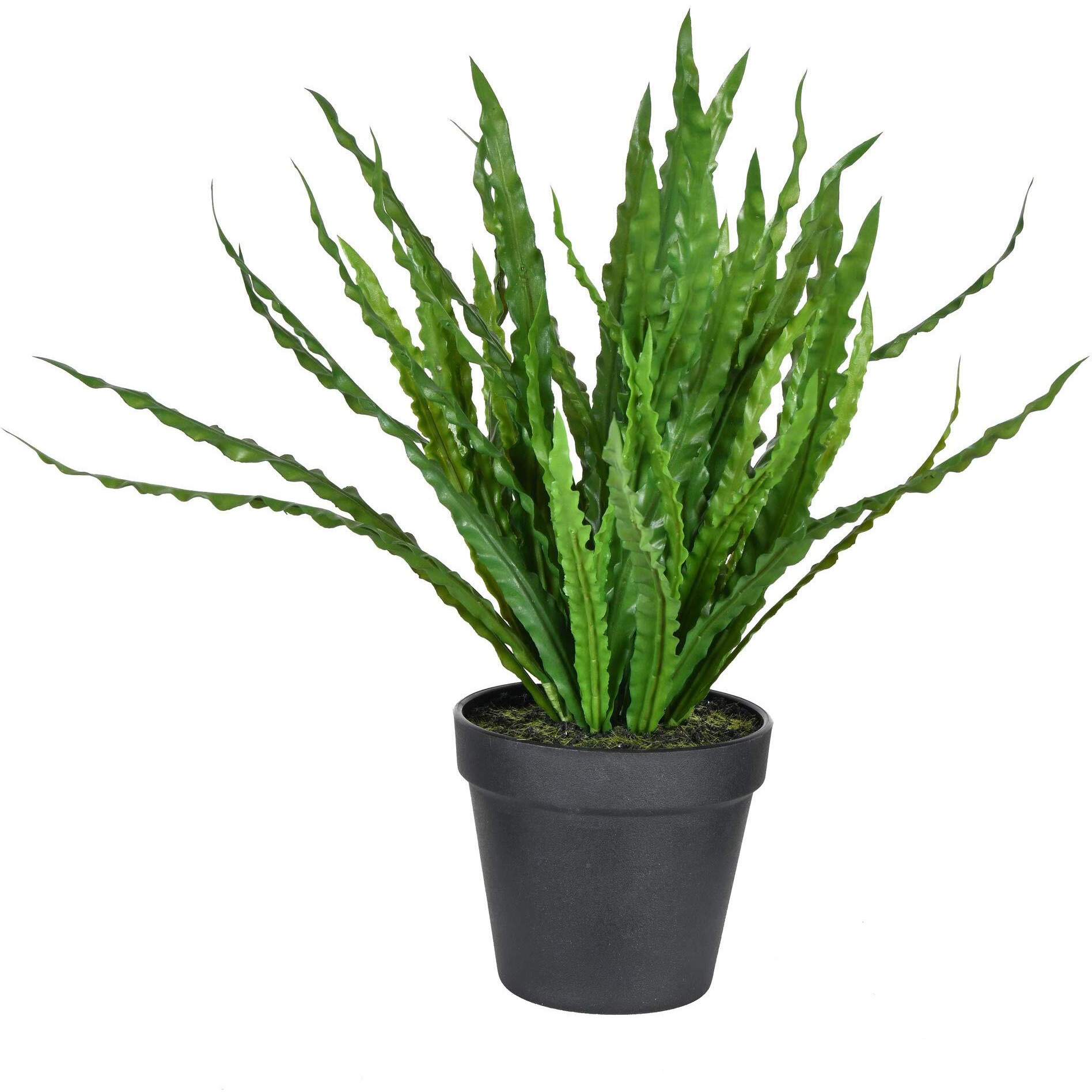 Vickerman 16" Bird Nest Fern In Pot - FJ190316