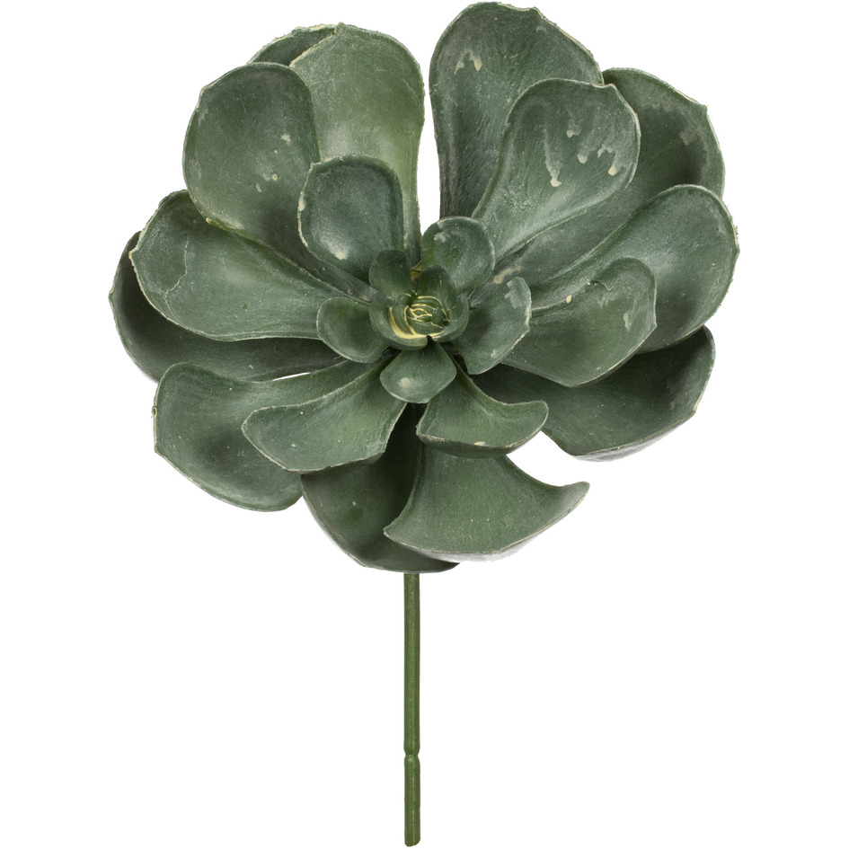 Vickerman 8.5" Peperomia Succulents Asst 6/Pk - FV192701