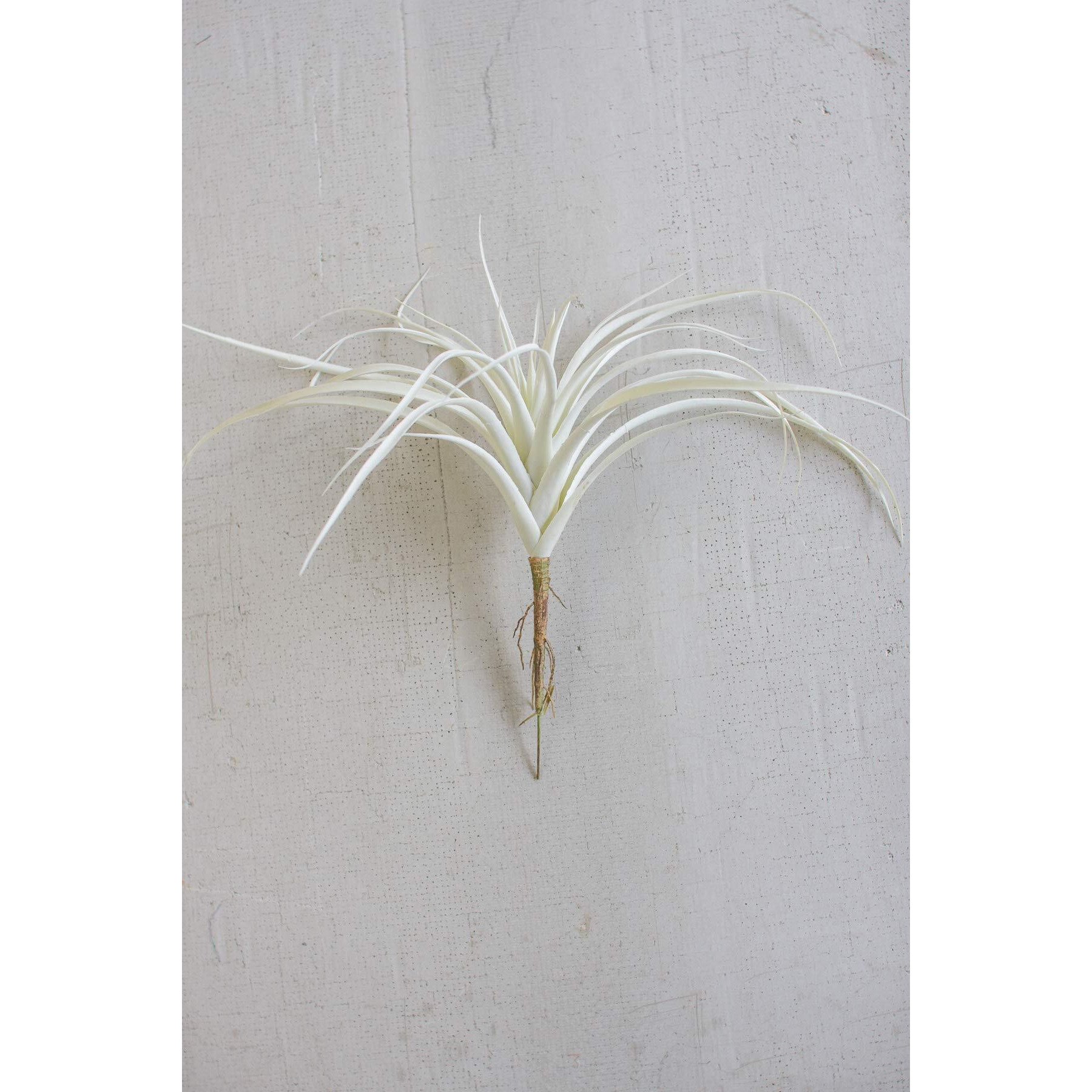 WHITE AIR PLANT LARGE