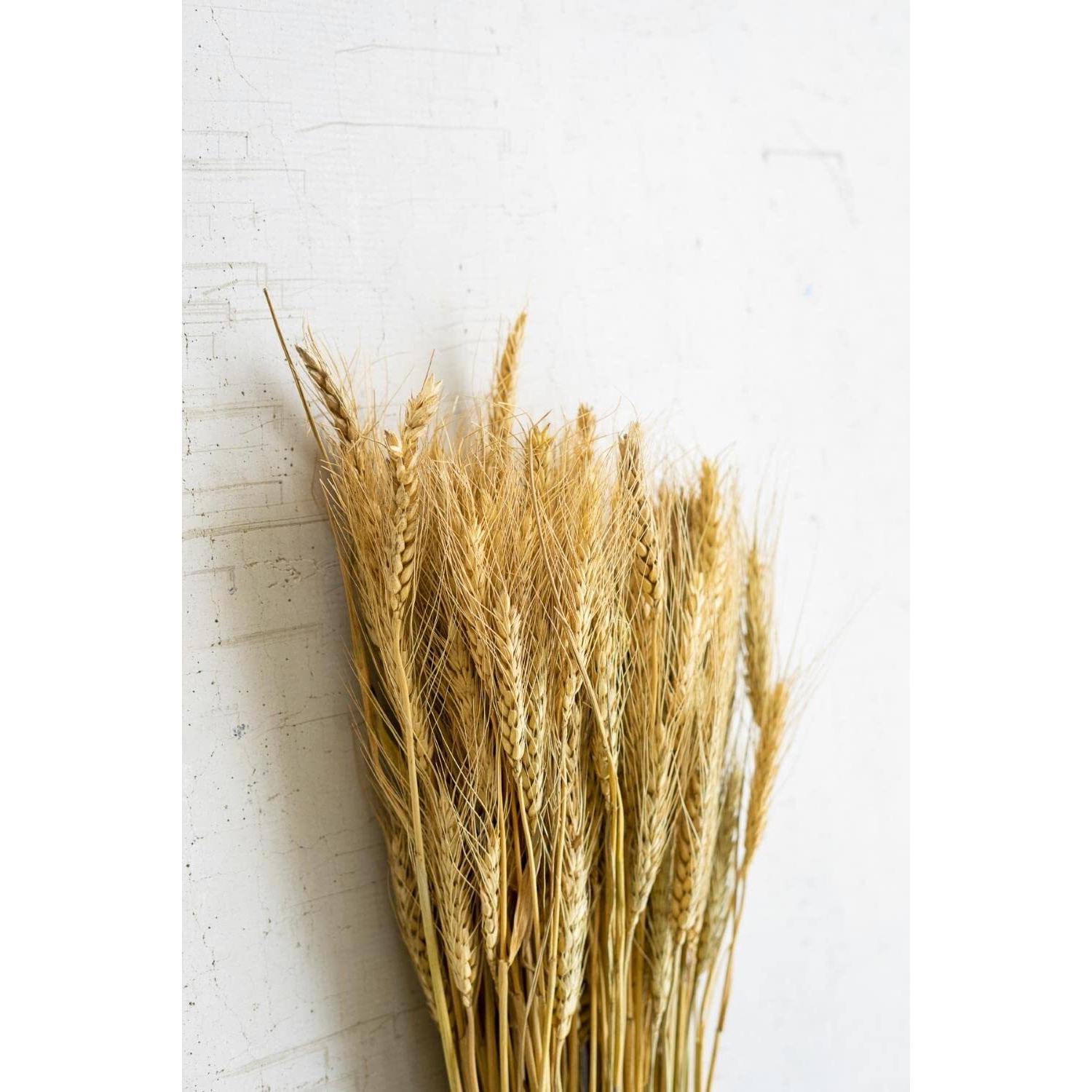 BUNDLE OF NATURAL WHEAT STEMS