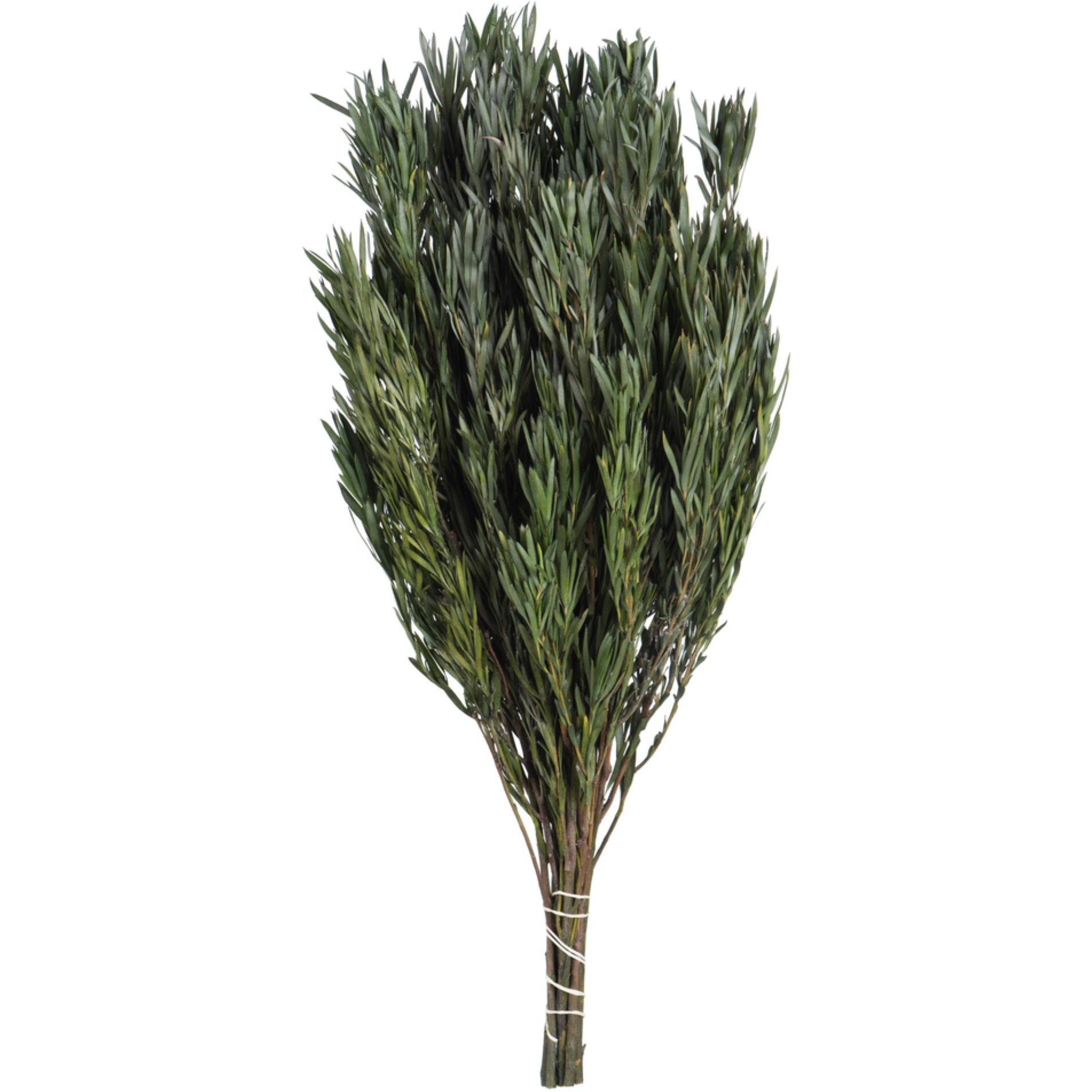 Vickerman 12" Green Salignum Male Includes 6-7 oz per Bundle Dried