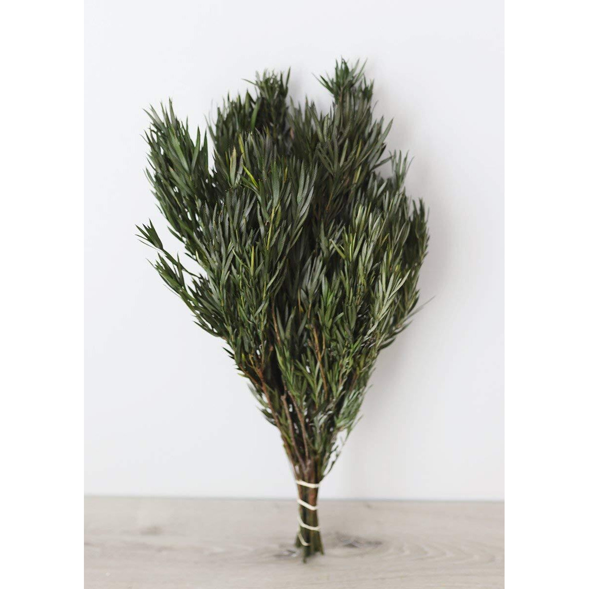 Vickerman 12" Green Salignum Male Includes 6-7 oz per Bundle Dried