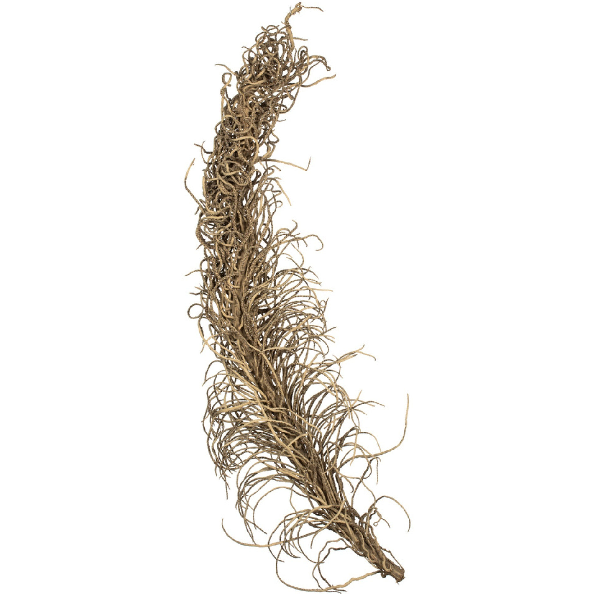 Vickerman 36-40" Natural Medusa Branch - medium 1 piece Dried