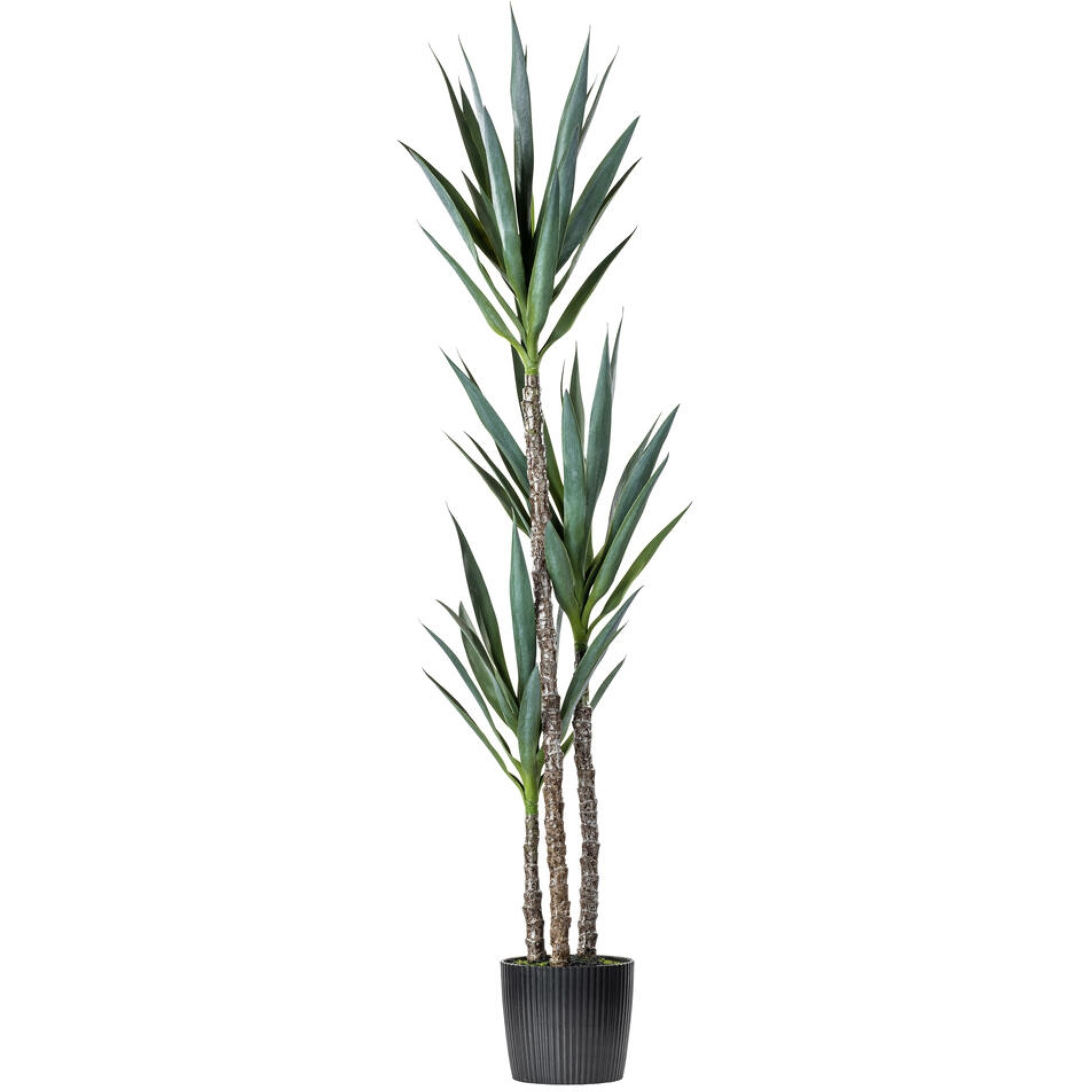 Vickerman 60" Artificial Green Yucca Tree in Black Planters Pot.