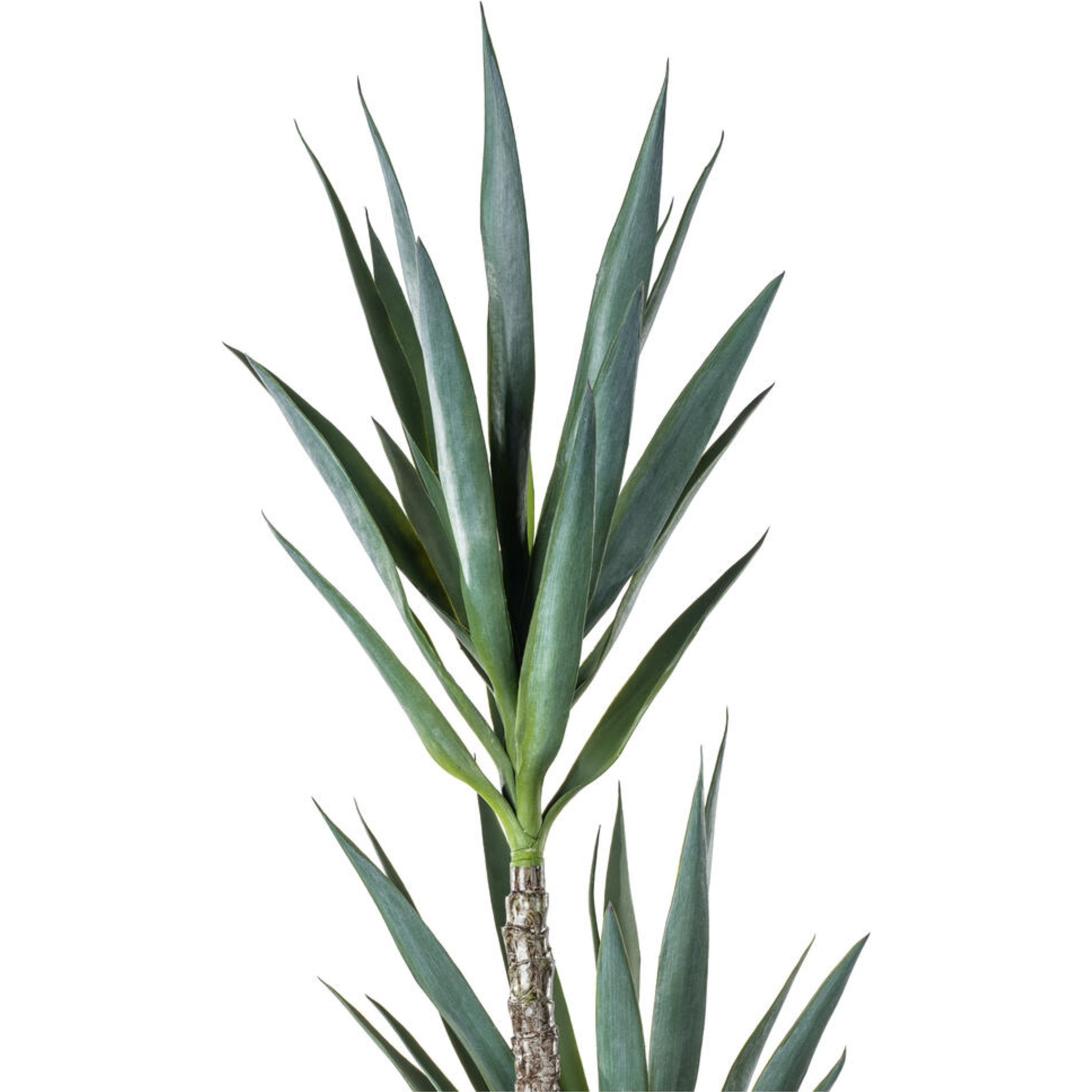 Vickerman 60" Artificial Green Yucca Tree in Black Planters Pot.