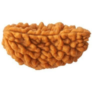 Original 1 Mukhi Kaju Shape Rudraksha bead